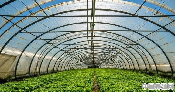 2020年大棚种植什么比较赚钱？前景好、收益高 - 中国养殖网