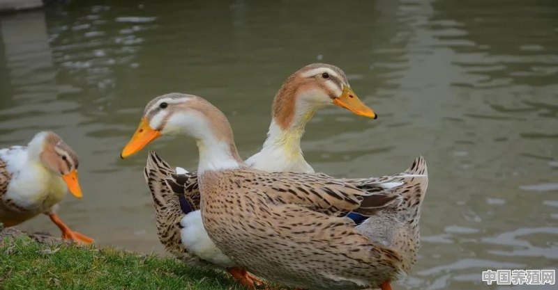鹅与鸭哪种家禽好养，疫病少而利润高 - 中国养殖网
