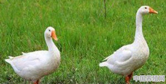 鹅与鸭哪种家禽好养，疫病少而利润高 - 中国养殖网