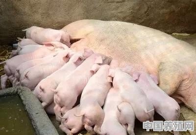 近期猪价行情低迷，养殖业还有利益可赚吗 - 中国养殖网