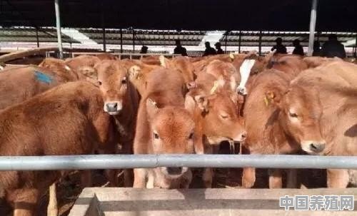 在农村养奶牛好还是养肉牛好？为什么呢 - 中国养殖网