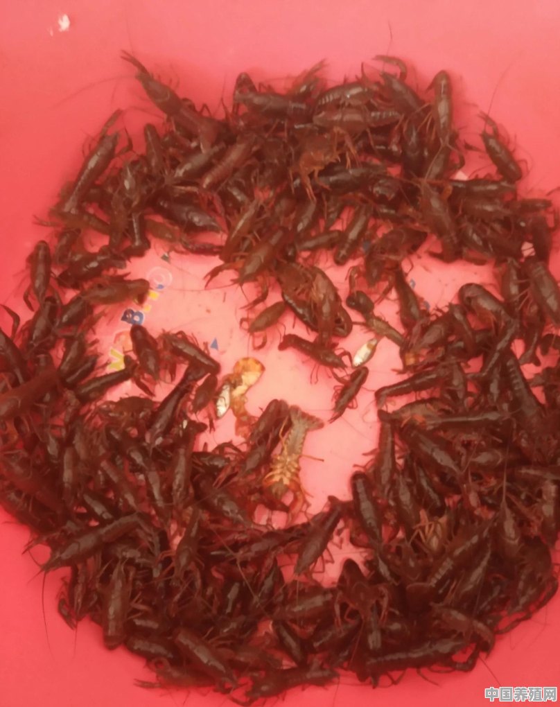 农村池塘养殖小龙虾有哪些放养模式 - 中国养殖网