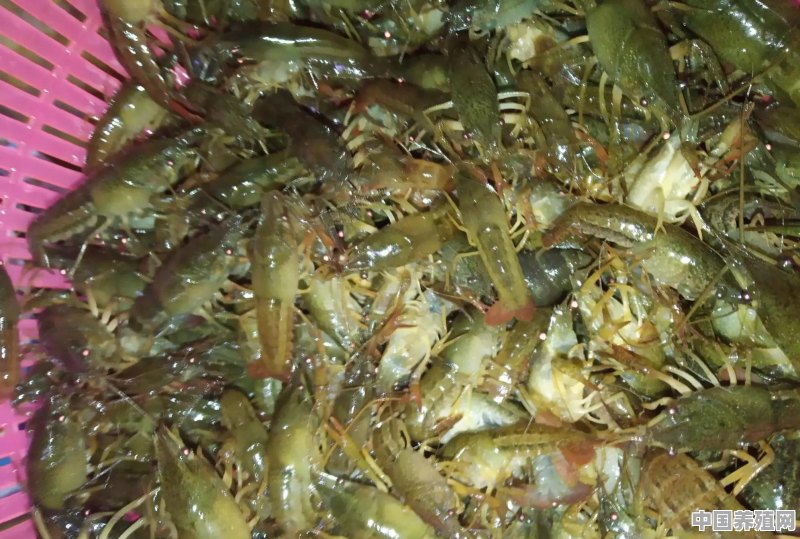 农村池塘养殖小龙虾有哪些放养模式 - 中国养殖网