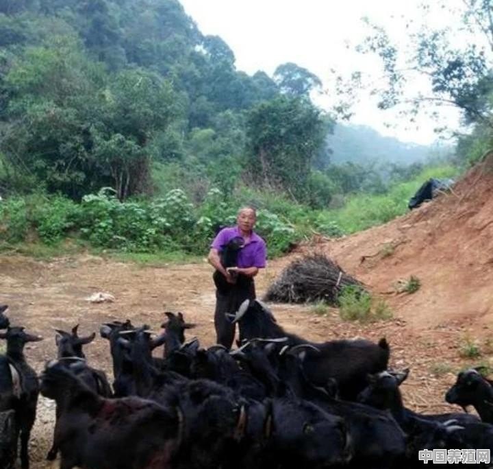 在山区里养羊什么品种好，养多少才有利润 - 中国养殖网