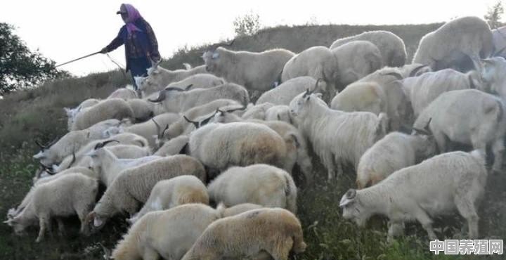 在山区里养羊什么品种好，养多少才有利润 - 中国养殖网