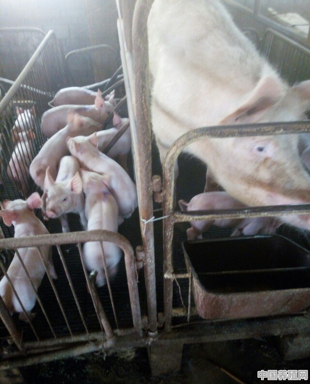 怎么养好猪 - 中国养殖网
