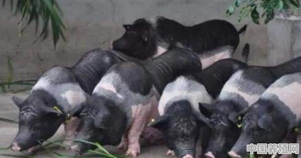 怎么养好猪 - 中国养殖网