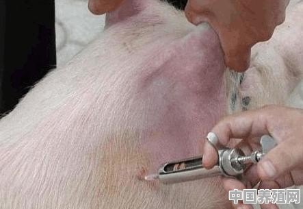 如何自学兽医 - 中国养殖网