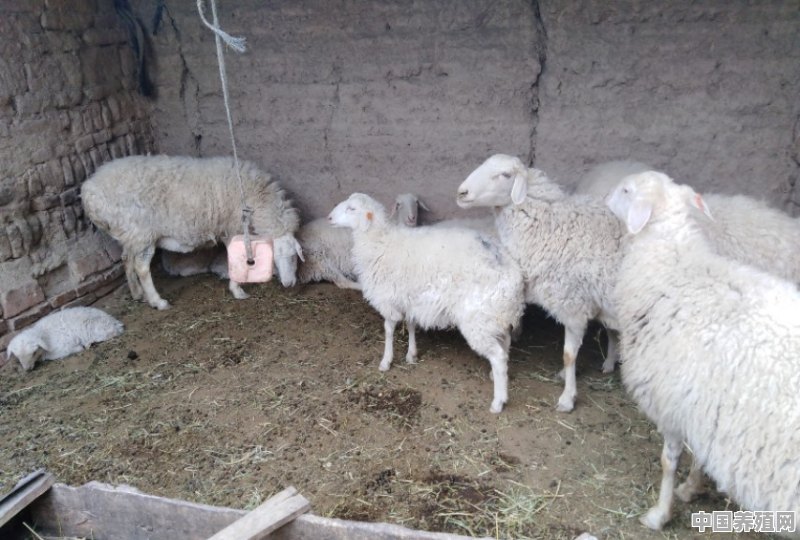 夏季养羊如何给羊降温 - 中国养殖网