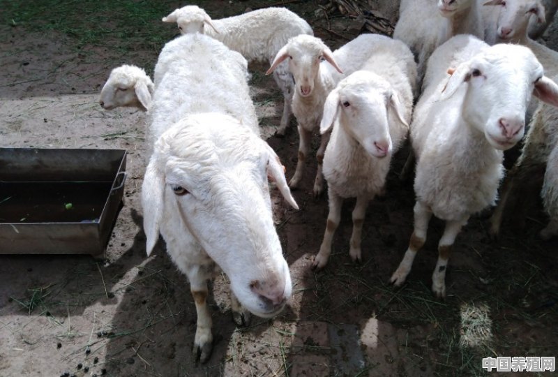 夏季养羊如何给羊降温 - 中国养殖网