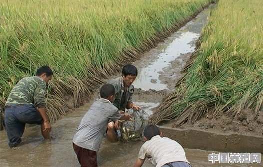 稻花鱼是怎样养殖的 - 中国养殖网
