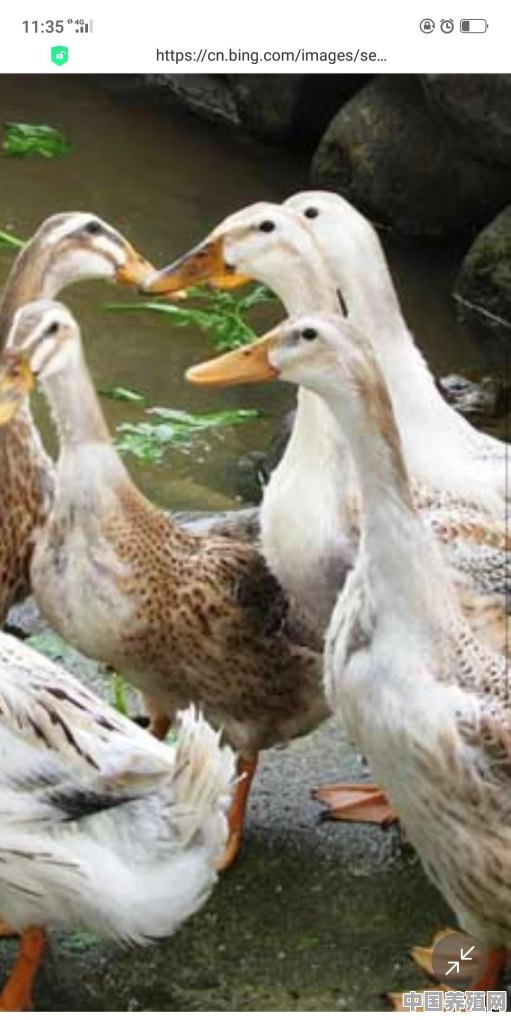 蛋鸭子哪个品种最好 - 中国养殖网