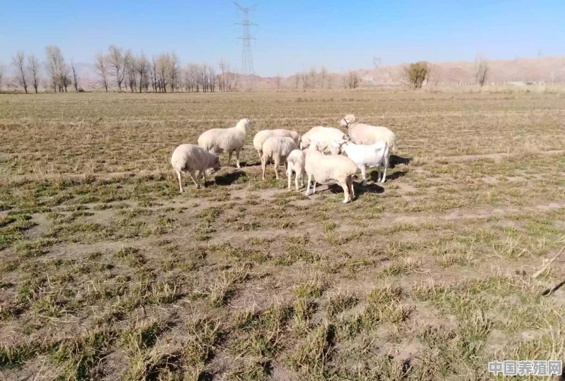 在农村养牛70头，养羊200只，需要投入多少资金 - 中国养殖网