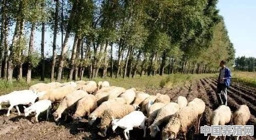 在农村养牛70头，养羊200只，需要投入多少资金 - 中国养殖网