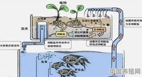如何在水培植物里养鱼 - 中国养殖网
