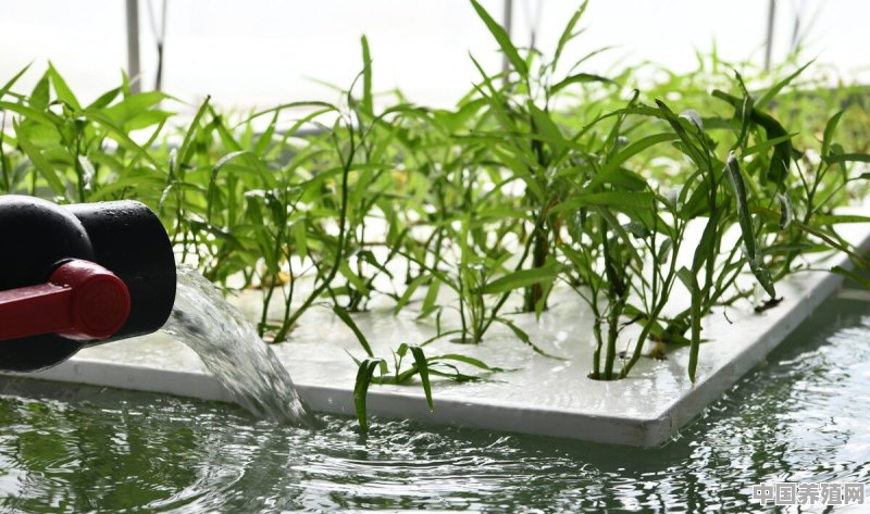 如何在水培植物里养鱼 - 中国养殖网