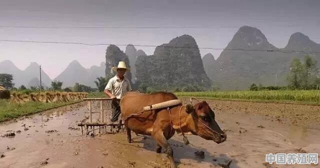 千百年来牛作为邵阳的耕地工具，现在哪些地方还用牛耕地 - 中国养殖网