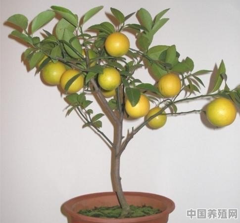 怎样在家中养殖盆栽柠檬 - 中国养殖网