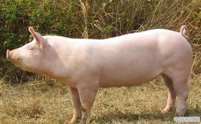 元旦将至，养猪户是该压栏，还是出栏 - 中国养殖网