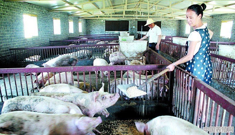元旦将至，养猪户是该压栏，还是出栏 - 中国养殖网