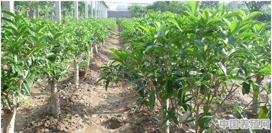 在农村，养桂花树有什么发展前景 - 中国养殖网