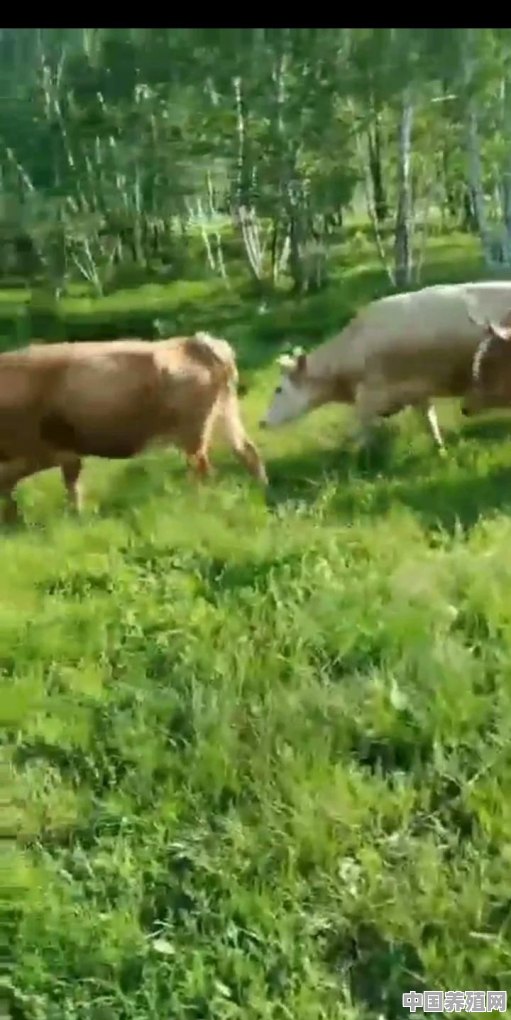 养牛的青草怎么储存 - 中国养殖网