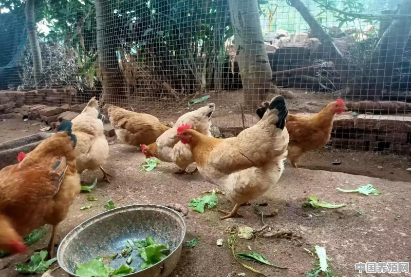 2020农民在山上养土鸡怎么样才能让土鸡长得又快又肥美 - 中国养殖网
