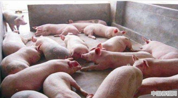一般养殖场，仔猪从断奶长到120公斤需要多久？需要吃多少料 - 中国养殖网