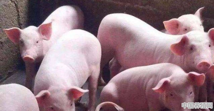 一般养殖场，仔猪从断奶长到120公斤需要多久？需要吃多少料 - 中国养殖网