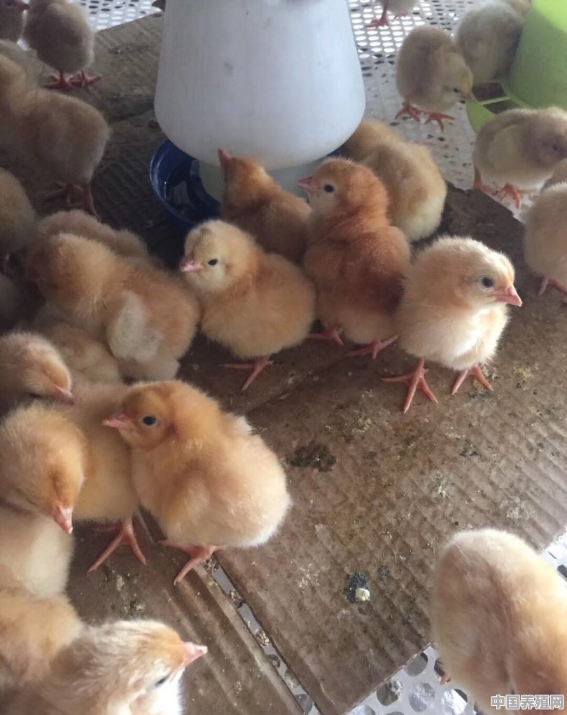 小鸡刚孵化出来应该怎么照顾 - 中国养殖网