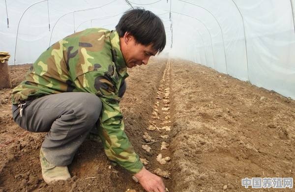 怎么种生姜 - 中国养殖网