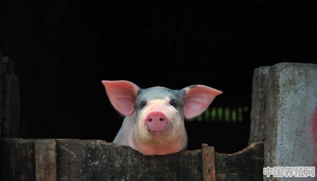 在当前行情下，鼓励家庭农场养殖转型，再直销开猪肉店，如果是你会加盟吗？为什么 - 中国养殖网