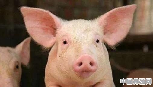 如何提高猪的瘦肉率 - 中国养殖网