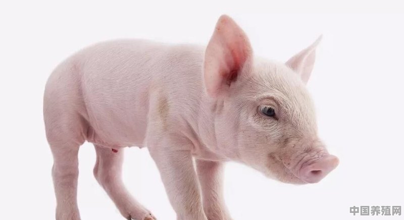 如何提高猪的瘦肉率 - 中国养殖网