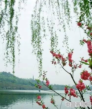 又是一年春来到，描写春的古诗很多，请把知道的分享给大家好吗 - 中国养殖网