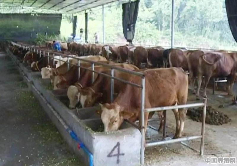 在自家老房基建牛棚养殖，违法吗 - 中国养殖网