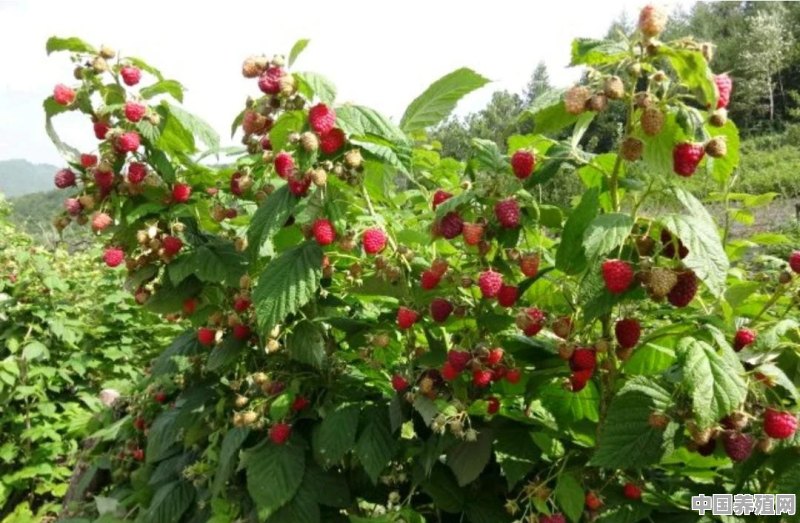 今天买了几棵树莓苗，如何种植 - 中国养殖网