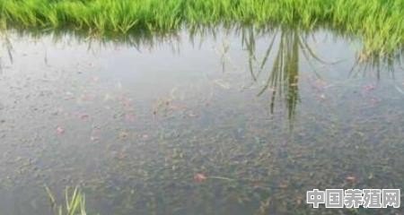 小龙虾养殖方法和环境 - 中国养殖网