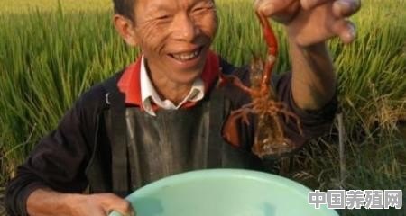 小龙虾养殖方法和环境 - 中国养殖网