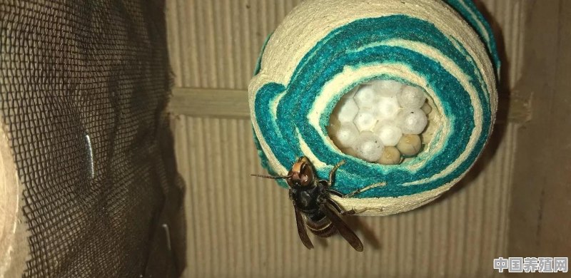 马蜂可以人工养殖吗？如何养殖 - 中国养殖网