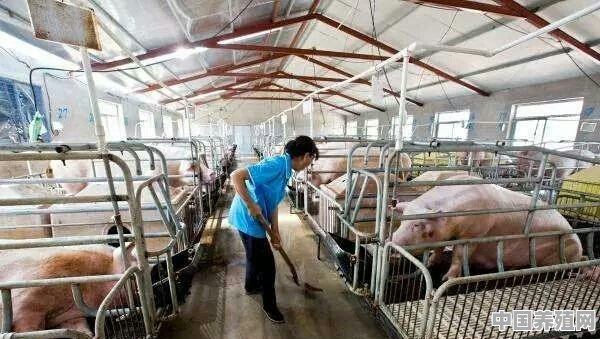 养殖生猪的前景怎么样 - 中国养殖网